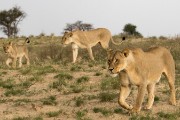 pride of lions loving the wind and rain, going wild
