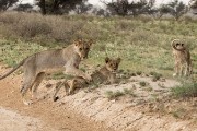 pride of lions loving the wind and rain, going wild