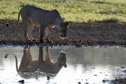 female lion looking for a drink