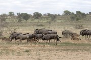 wildebeest herd