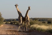 fighting giraffe