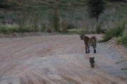 This is Essau and her 2 4-5 month old cubs that hadn't been seen in 3 months. It was feared that they had been killed.