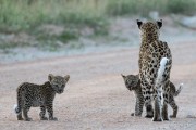 We were the only ones who saw the cubs this morning.
