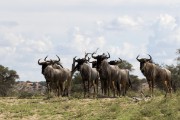 The herd