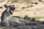 One of the younger cubs that we filmed last year