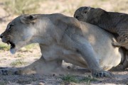Mom is not happy with the rest of the pride and she defends her cubs