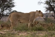 The cubs are getting tired so mom takes them over the hill back to their den.
