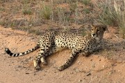 IMG 4109
