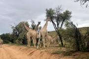 The giraffe like to eat the tree leaves beside the road.