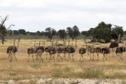 Ostrich chicks in all sizes this year