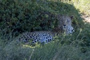 Maatla hanging out near his kill in a tree