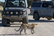Peter & Fanny, count on them at all leopard sightings