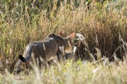 African wild cat