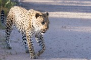 Botshelo at Houmoed waterhole