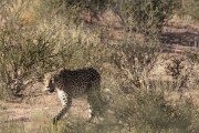 Miera heading to the Kamfersboom waterhole