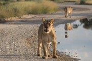 Supermom pride near Melkvlei