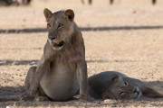 Very full young male lion at Kamqua
