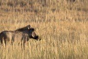 Warthog north of Lower Dune road