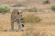 Maatla male leopard above Kij Kij waterhole