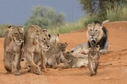 We found them near Tierkop waterhole in the road