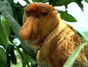 Endangered Proboscis Monkey
