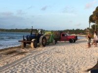 During Morning Champagne watch them clear seaweed from the beach...MANY truck loads!!!