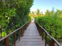 One of many elevated cat walks thru the jungle