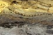 Dinosaur quarry