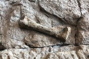 Dinosaur quarry