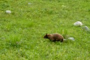Black bear, yes it's brown