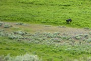 Lamar Valley