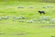 Lamar Valley