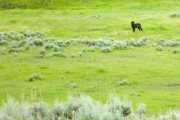 Lamar Valley
