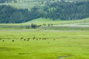 Lamar Valley