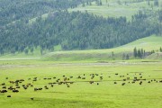 Lamar Valley