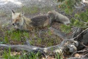 Fox at Roaring Mountain