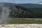 A buffalo jam