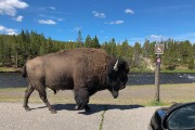Walking through the parking lot and we all got out of his way.