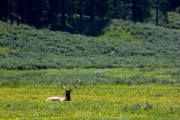 Elk