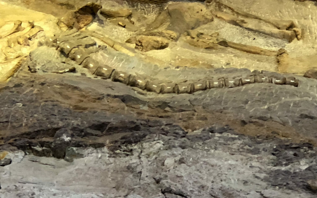 Dinosaur National Monumen