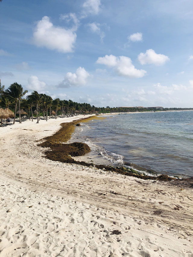 Beach Seaweed