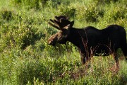 moose in the meadow...