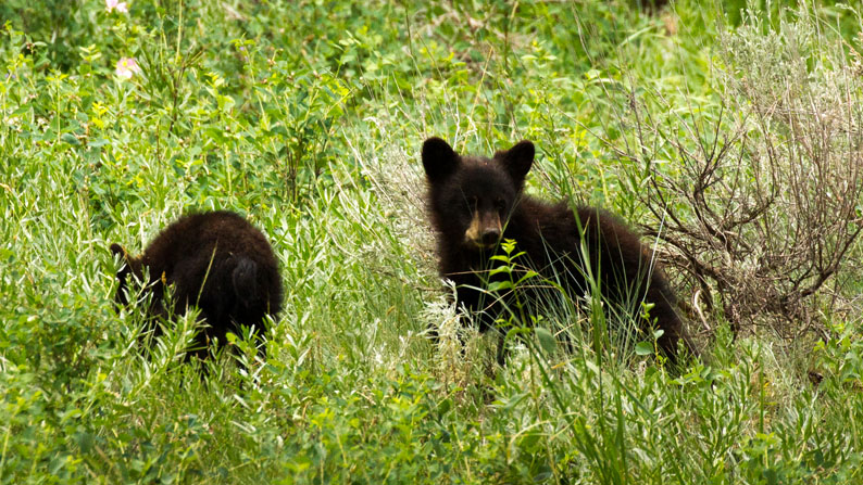 Cubs