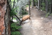 elk on the trail...