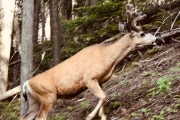 elk on the trail...