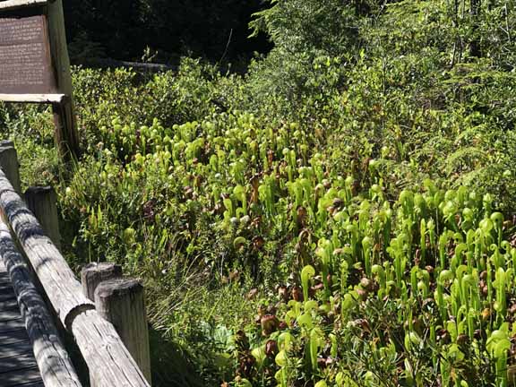Cobra Plants