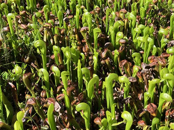 Cobra Plants