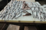 Fish Market