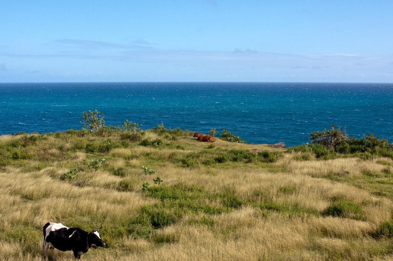 _MG_4027-83.jpg - cows overlooking Atlantic Ocean
