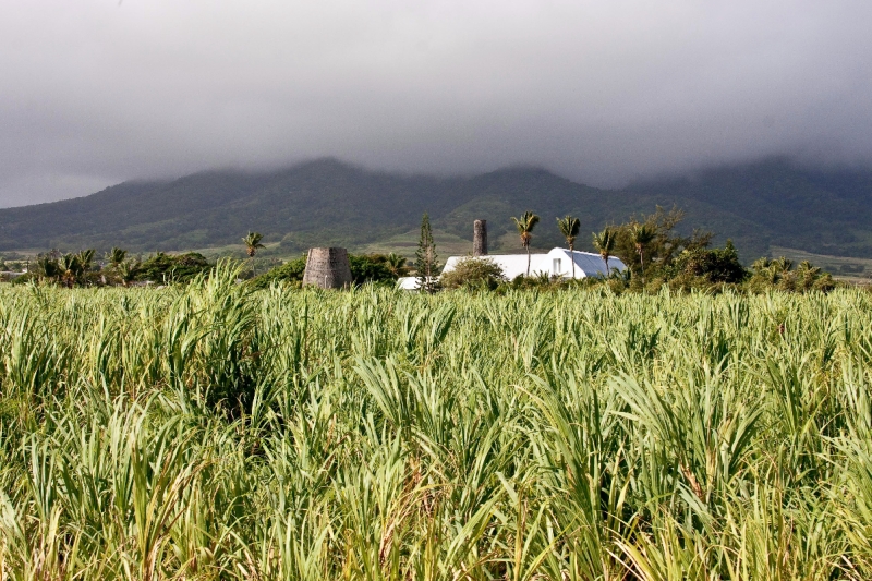 _MG_4069-93.jpg - old sugar mill and sugar cane growing wild